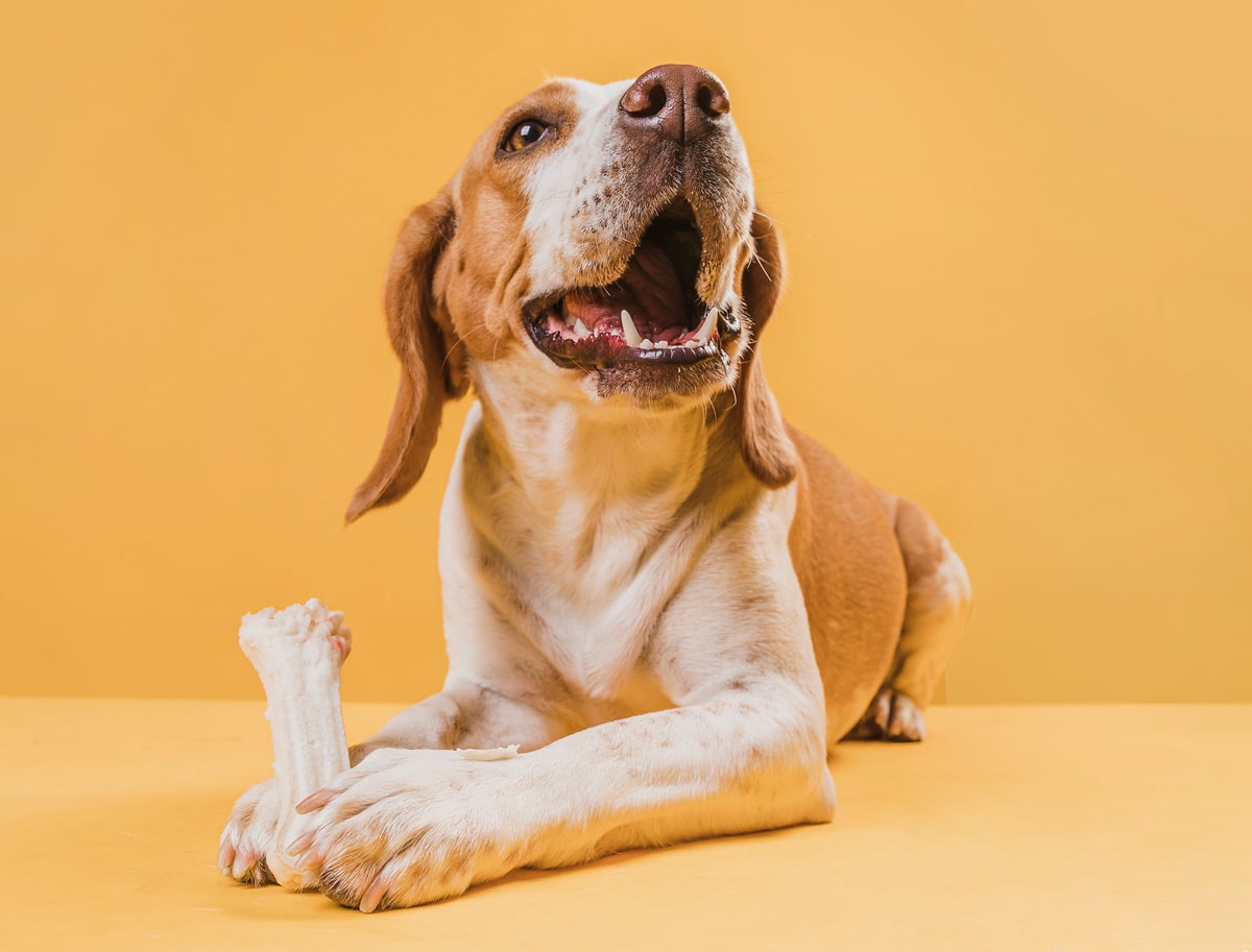 A dog lying down with a bone on a yellow background.